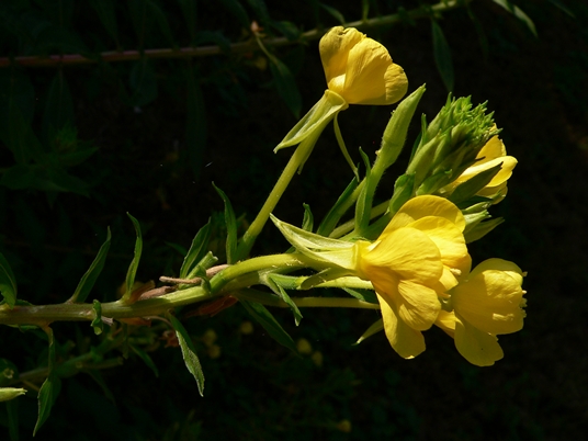 {Oenothera biennis}